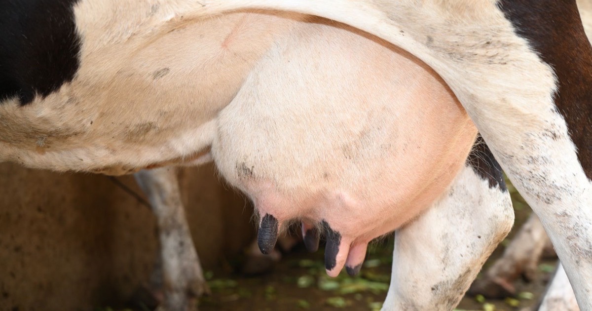 Dairy management software