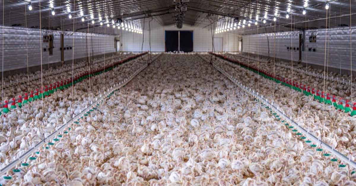 Poultry farm management software